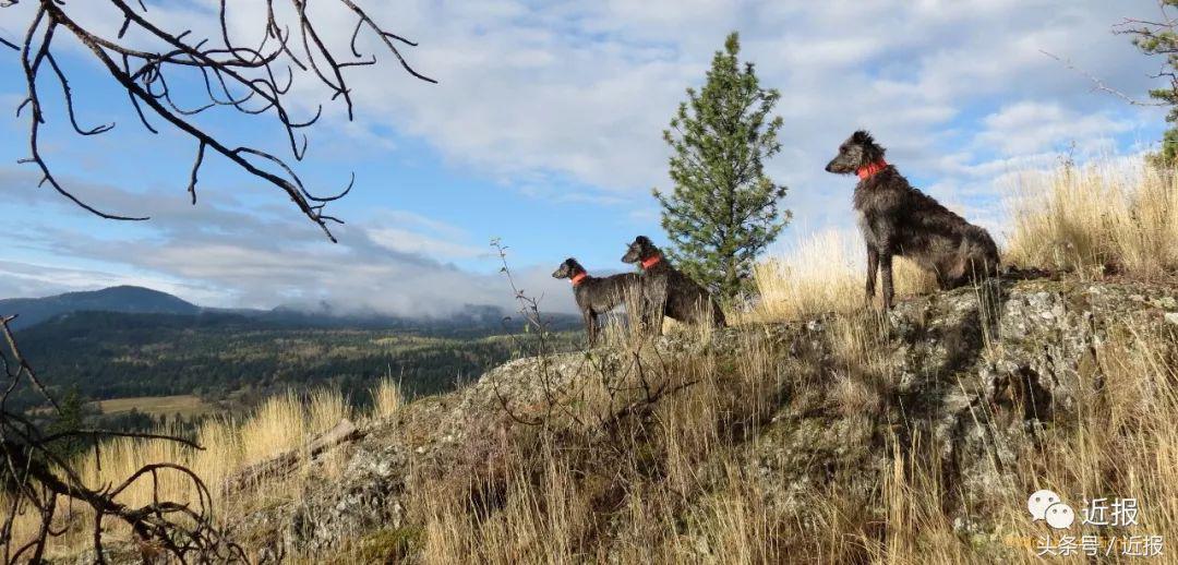 你没见过的萌宠,你没见过的宠物