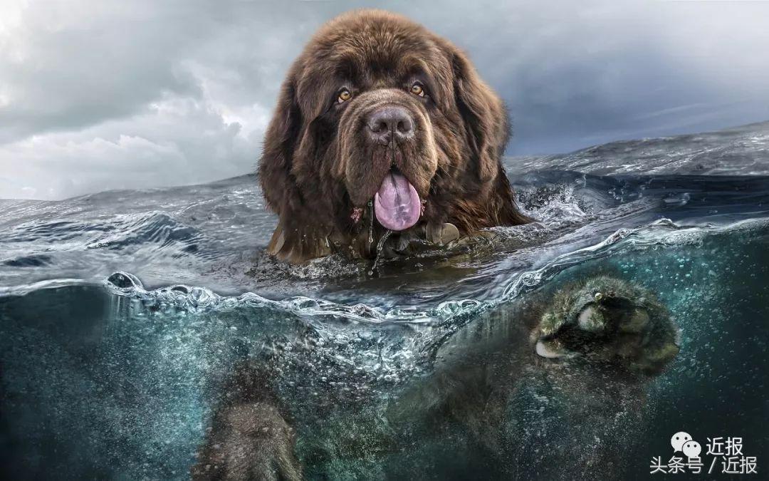 你没见过的“汪星人”都在这了！狗年就让它们来萌“化”你吧