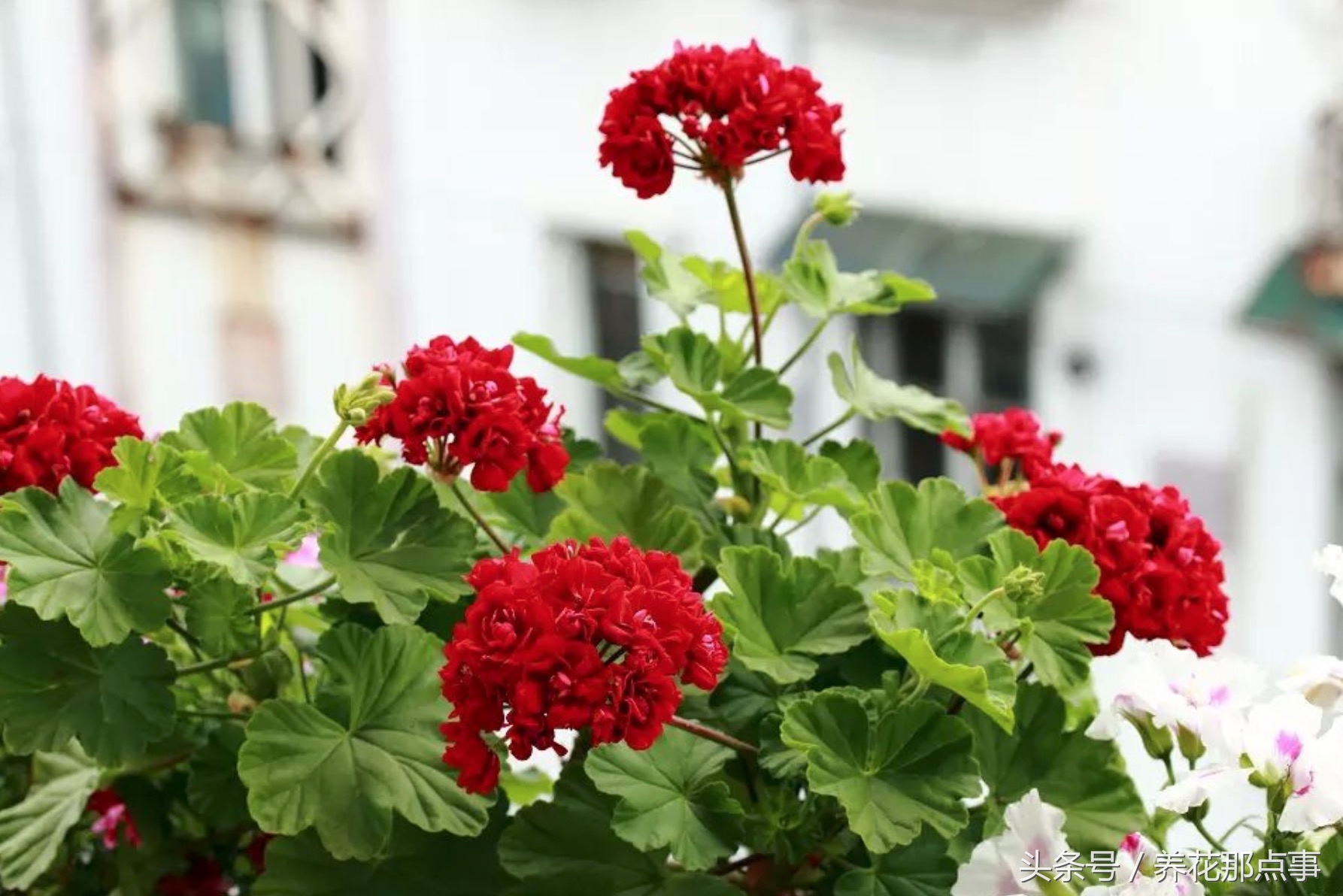 鍐板ぉ闆湴鑺辨捣,鍏ュ啲杩樿兘鐪嬪埌鑺辨捣