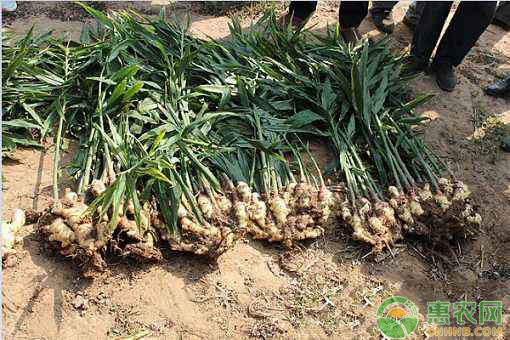 种植小生姜划算还是大生姜划算,阳台种植生姜怎么过冬