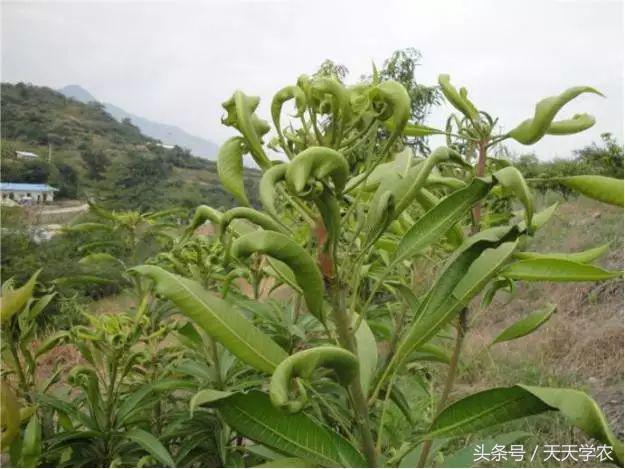 柑橘溃疡病黄化专用药,柑橘黄化病的原因和解决方法