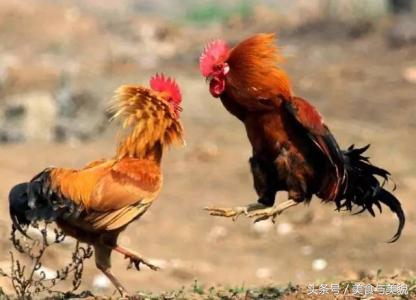 农村赶集挑鸡鸭,农村赶大集买鸡