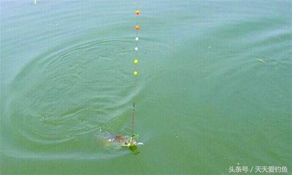 七星漂朝天钩钓鱼视频教程全过程,七星漂朝天钩钓鱼技巧
