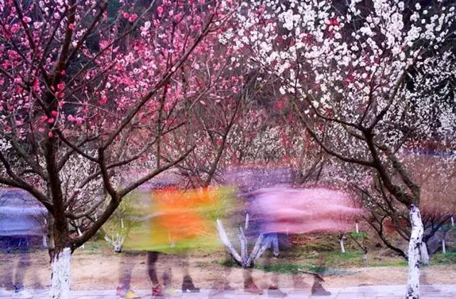 这座浙东港城坐拥最迷人的港湾，早春梅香扑鼻而至，自驾2.5h即达！