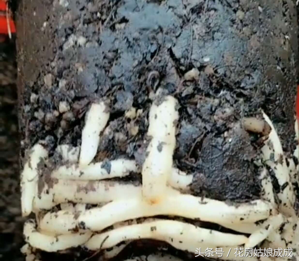 现在君子兰出花箭怎么养护,君子兰初开花箭后该怎样养护