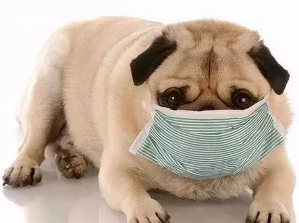 狗蔫了？换季感冒做好预防！