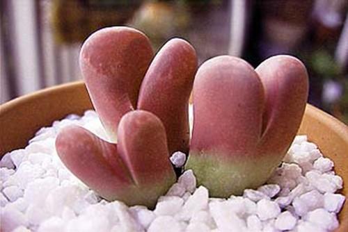 多肉生石花绿色是什么品种,多肉植物生石花干瘪软