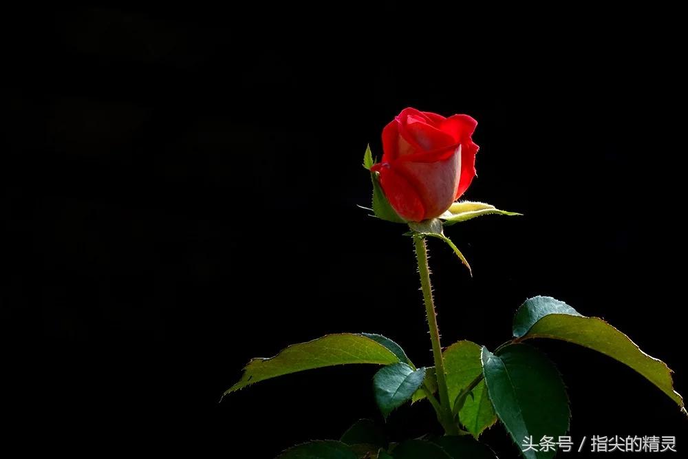 拍摄花卉组图大全,冬天拍玫瑰花图片大全