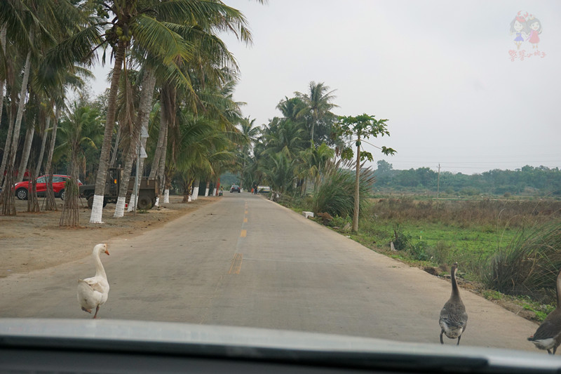 火山石晒盐，活珊瑚与苏东坡的晚年——我在海南画了一个圈儿,6
