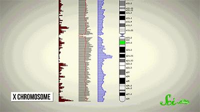 麦当劳薯条治疗脱发,麦当劳薯条掉头发