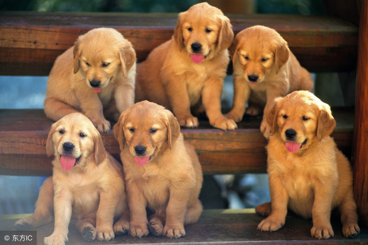 狗年说狗警犬,狗年说狗带你了解游戏中的狗文化