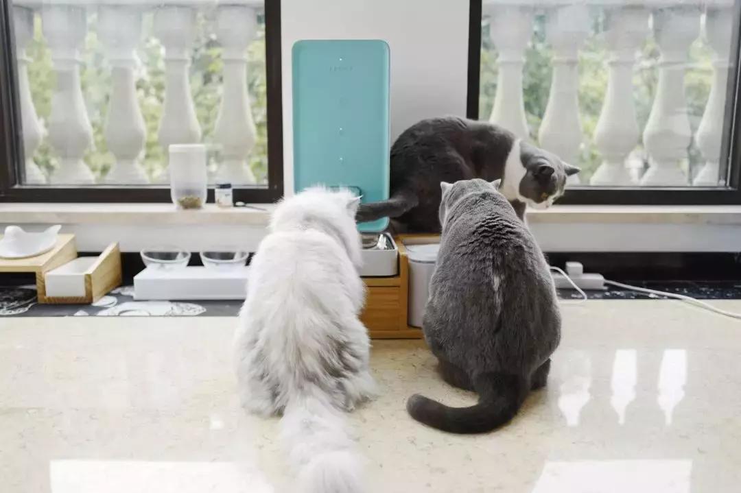 宠物猫自动喂食器推荐,宠物猫智能喂食器和智能喂水器