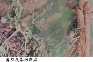 番茄疫霉根腐病的防治,番茄灰霉病及叶斑病的防治