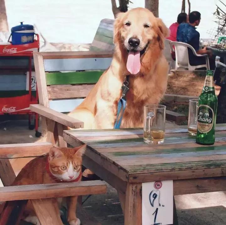 这只金毛和小菊猫的画风太甜啦！情人节狗粮奉上