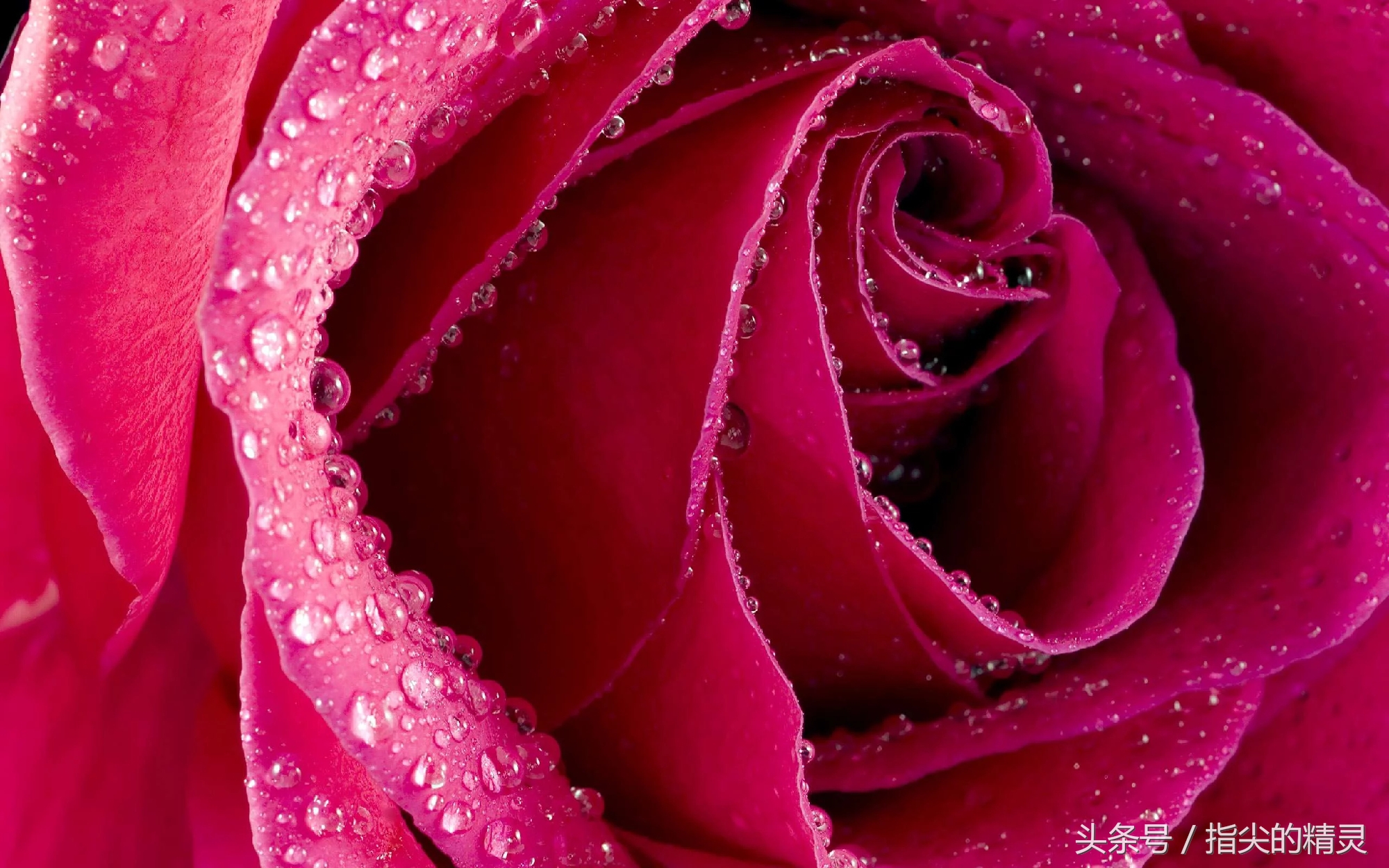 拍摄花卉组图大全,冬天拍玫瑰花图片大全