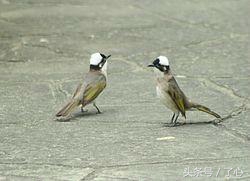 关于白头鹎的诗,白头鹰知识