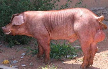 最贵的猪是哪个品种,十大名猪哪个猪种长得最大