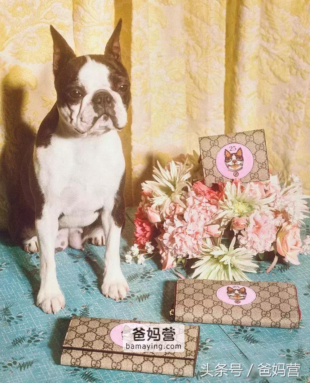 囧！LV、Gucci、Dior的狗年限量款！你们考虑过狗的感受吗？