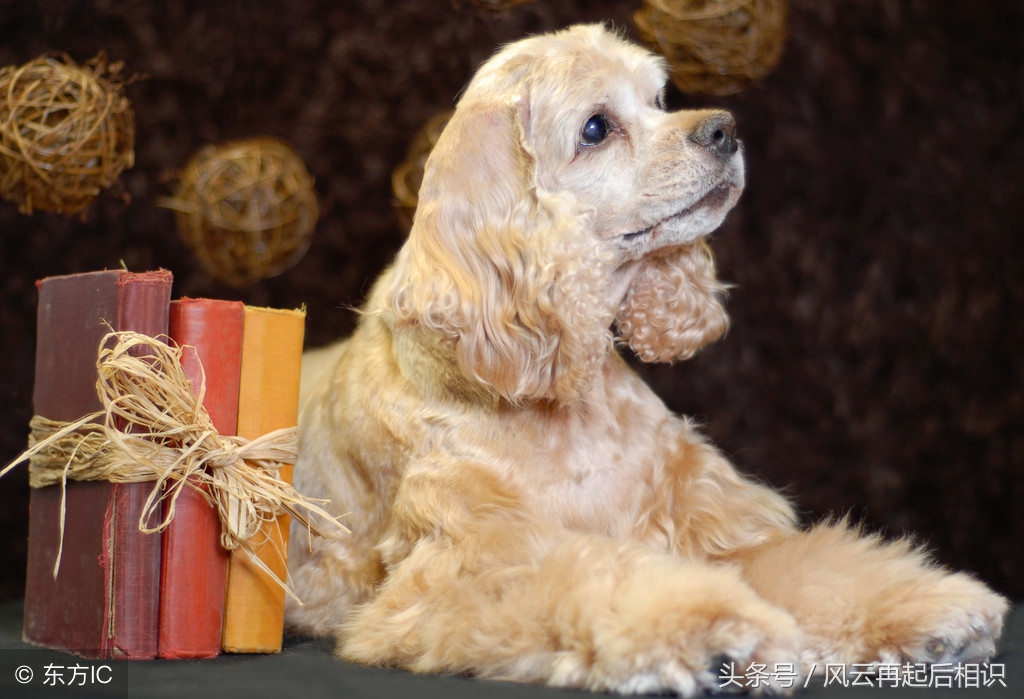 十二星座狗幸运色,属相狗幸运数字及颜色