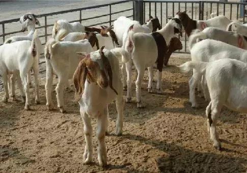 羊疥螨传染人吗,羊疥癣螨病症状治疗和预防方法