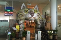 萌爆啦!爱猫君的朝圣之地!吃喝玩乐尽在古晋猫城