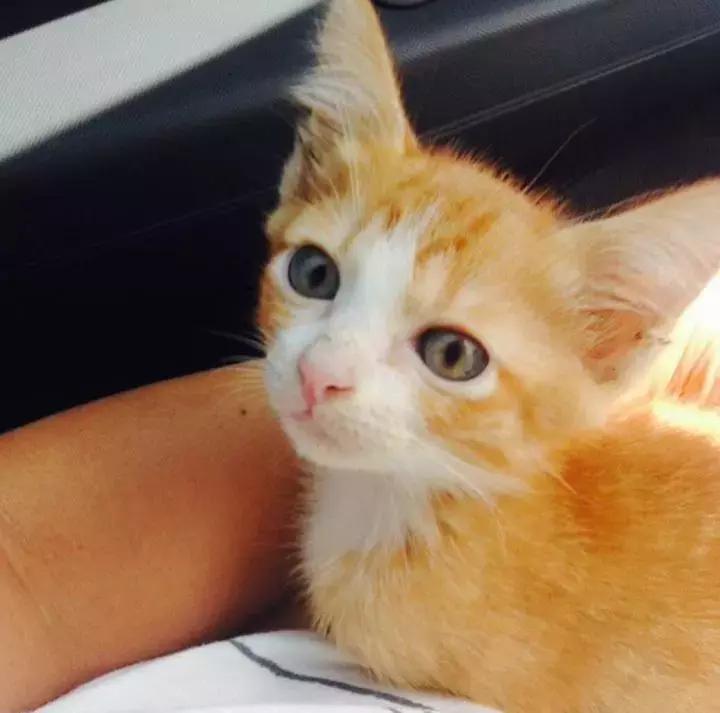 这只金毛和小菊猫的画风太甜啦！情人节狗粮奉上