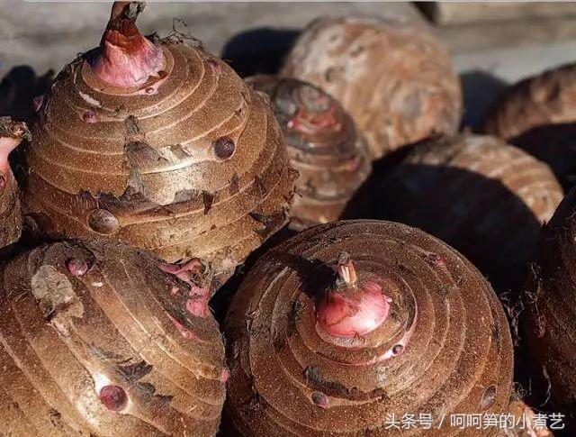 槟榔芋泥和面粉做什么好吃,怎么做槟榔芋泥好吃又简单