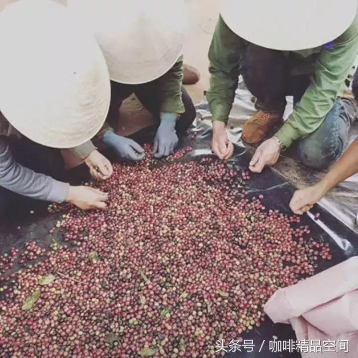 越南咖啡,越南咖啡与后谷咖啡哪个好