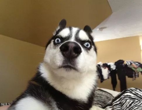 汪星人二哈电影,二哈拍过的电影