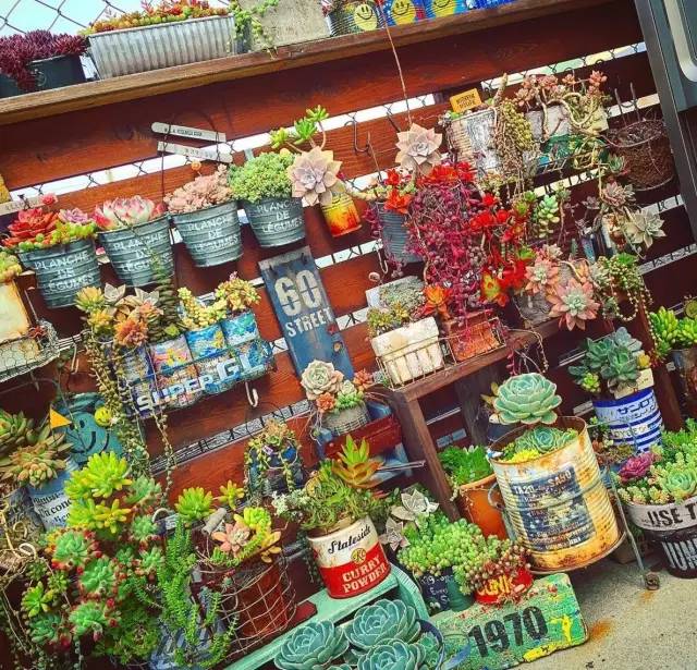 有一家多肉解忧杂货铺是一种怎样的体验