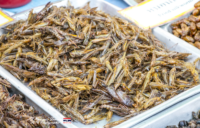 清迈佛寺之城等你采撷的泰北玫瑰,清迈环球旅行家