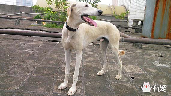 哮天犬原型为中国细犬,哮天犬原型灭绝了吗