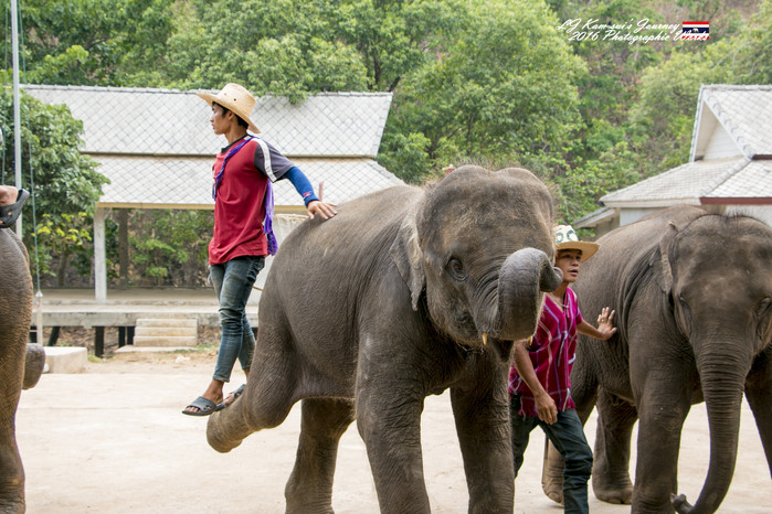 泰国清迈县旅行者,清迈佛寺之城等你采撷的泰北玫瑰