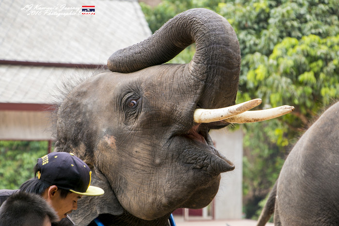 清迈佛寺之城等你采撷的泰北玫瑰,清迈环球旅行家