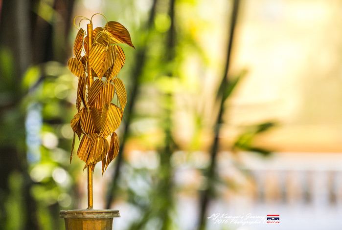 清迈佛寺之城等你采撷的泰北玫瑰,清迈环球旅行家