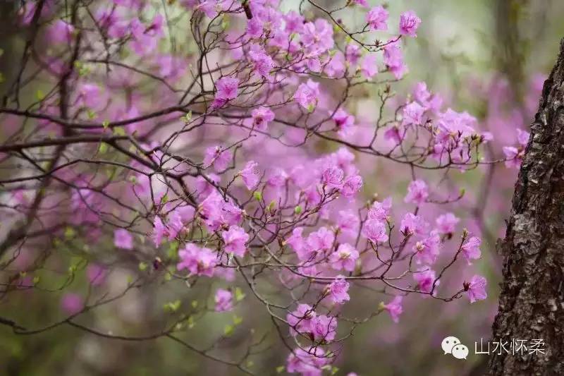 与花相约完整版,与花相约