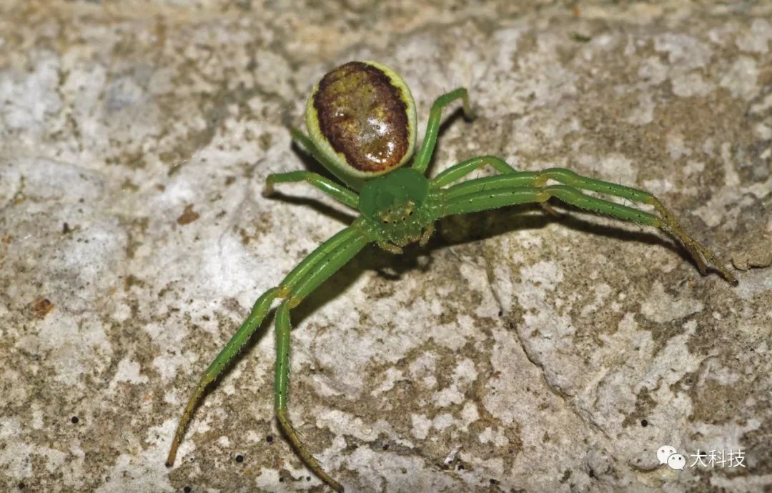 子宫与胎儿大战解说,子宫与胎儿的争斗