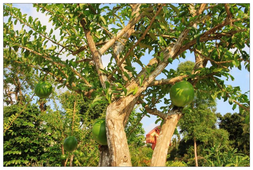 海南三亚槟榔谷的美景,三亚槟榔谷游记