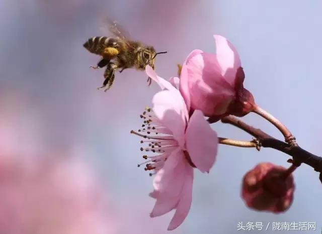 陇南梅园风景区,陇南康县梅园