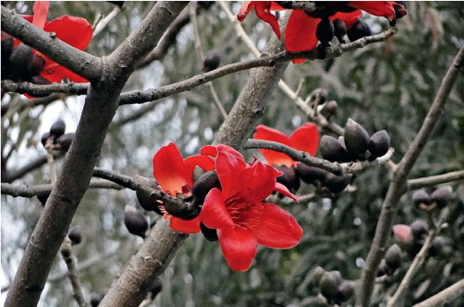 报春技巧,追春的七言诗句