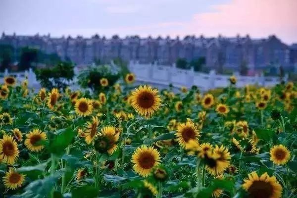 厉害了城阳,厉害了我的家乡青岛