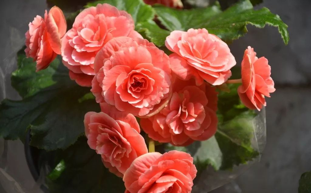 家里养的花掉叶子怎么处理,栀子花叶子发黄干枯掉叶子怎么办