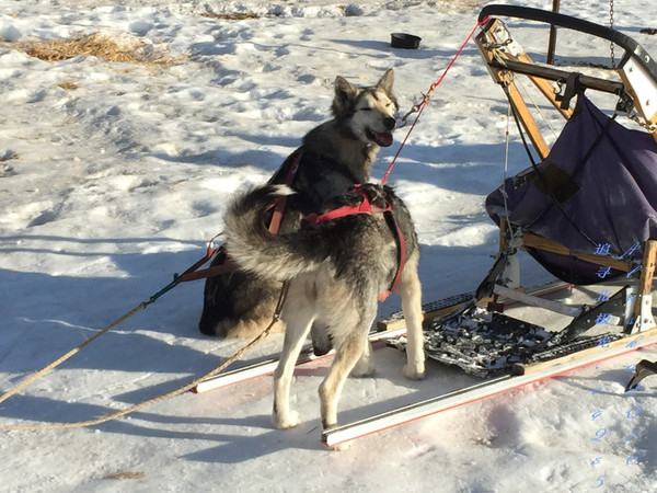 北极5天4晚旅游攻略,美国阿拉斯加6日游