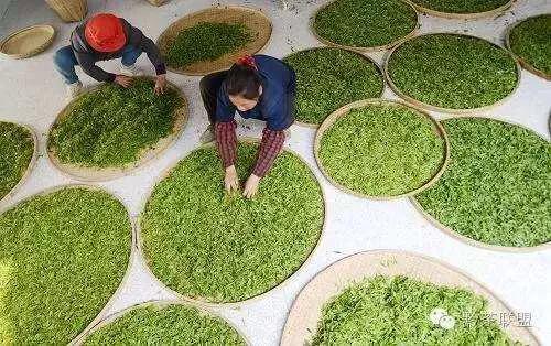 茶叶女是如何行骗,微信出现茶叶女骗局