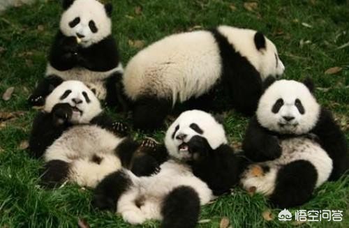 大熊猫吃羊怎么处理,野生大熊猫被什么动物吃了