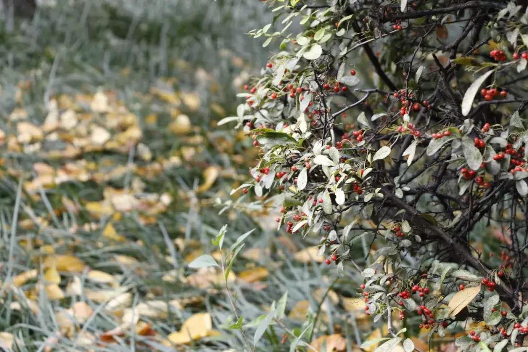 鎺㈢储瑗垮畨鍚勫ぇ楂樻牎,鐩樼偣瑗垮畨鍚勫ぇ楂樻牎