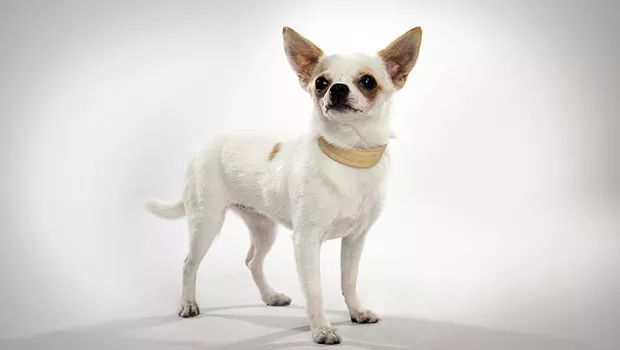 汪星人二哈电影,二哈拍过的电影