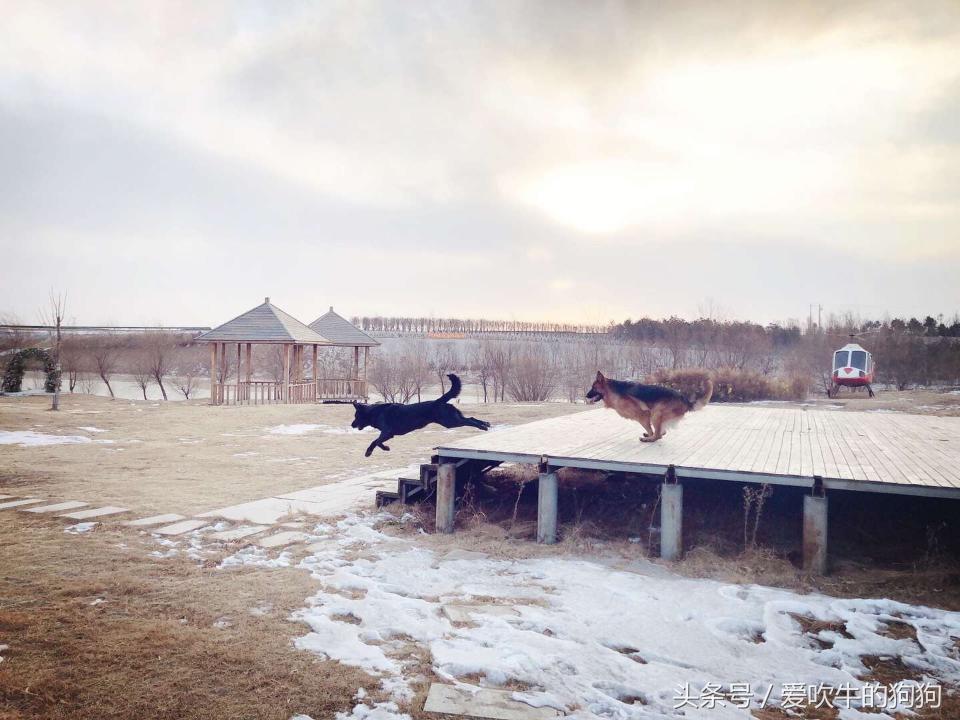 长毛德牧是纯种还是短毛,长毛德牧能当宠物犬养吗