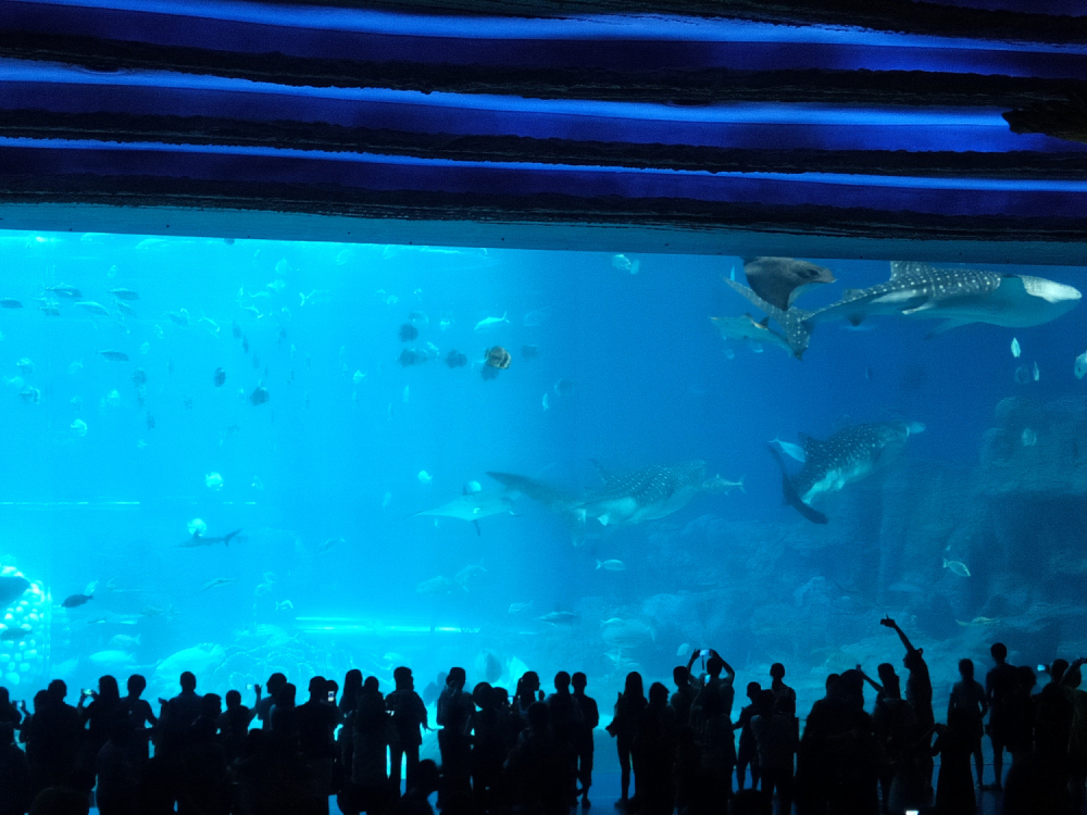 去珠海长隆海洋王国住哪里好,珠海长隆海洋王国烟花时间表