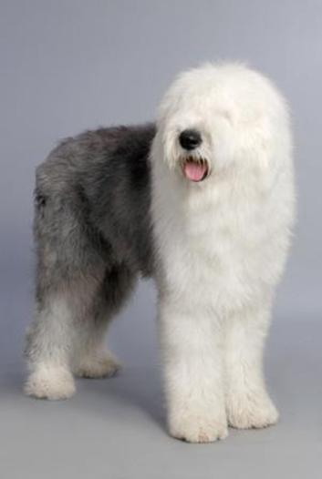 了解狗狗的十大冷知识,狗年狗狗的运势怎么样